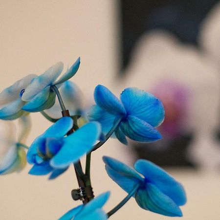 Hotel Art Písek Dış mekan fotoğraf