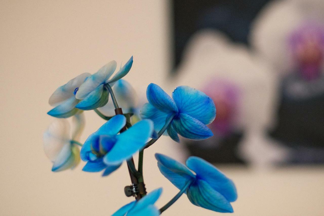 Hotel Art Písek Dış mekan fotoğraf